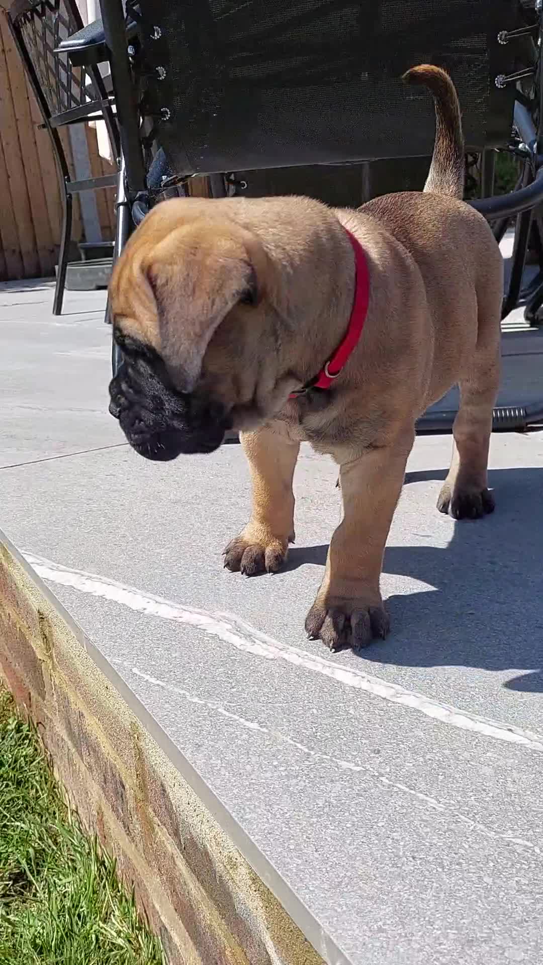 Bullmastiff dogs for sale: K.c registered Bullmastiff puppies  - Video 3