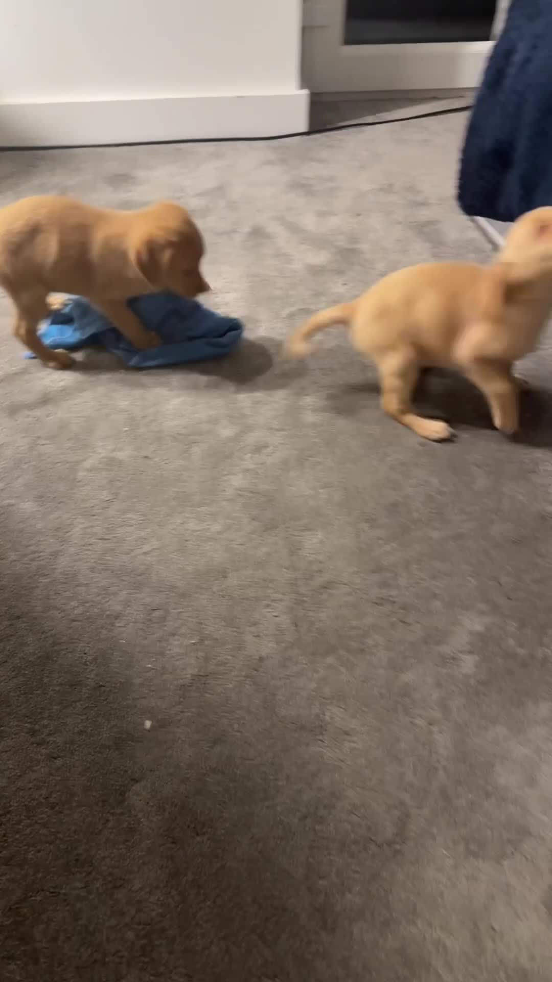 Labrador Retriever dogs for sale: UPDATED-Black Lab Boy Puppy - Video 1