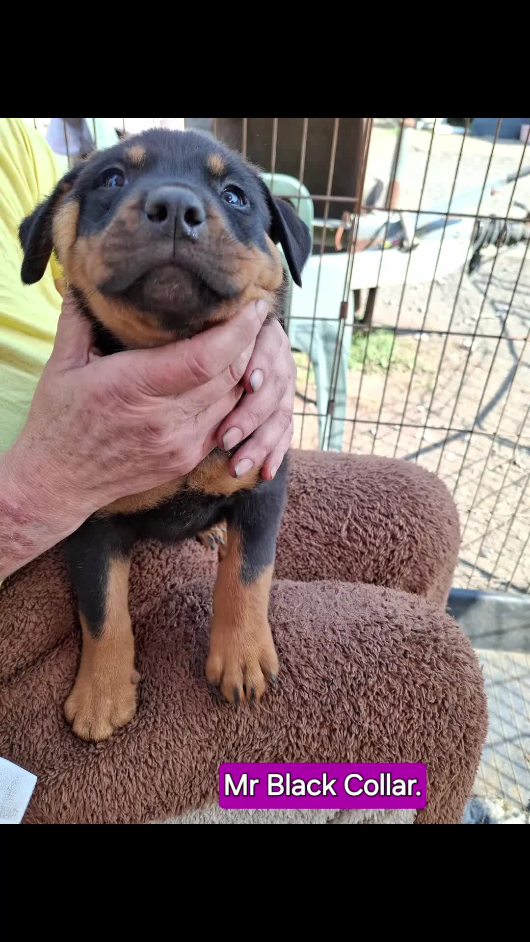 Mixed Breed dogs for sale: A stunning litter of gsd x rottie x mastiff pups  - Video 3