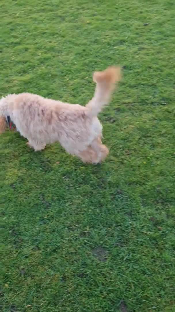 Cockapoo dogs for stud: For stud only F1 cockapoo Proven😍😍 in Sheffield - Video 1
