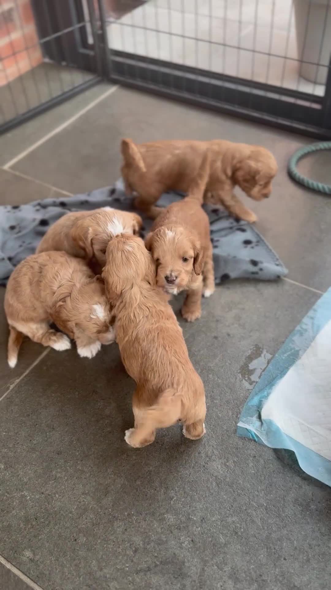 Cockapoo dogs for sale: Cockapoo puppies - Video 1