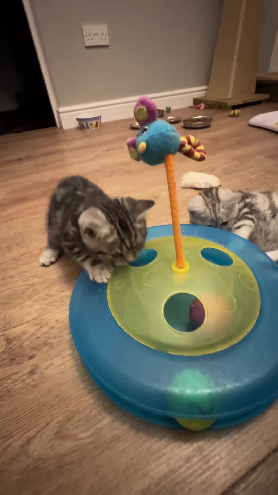 British Shorthair cats for sale: Silver Tabby BSH GCCF registered Kittens - Video 1
