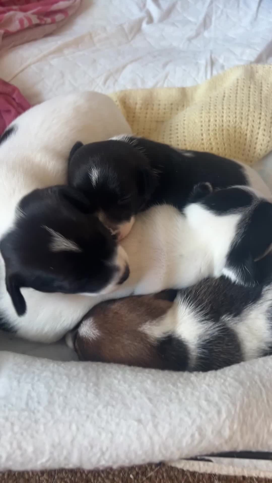 Jack Russell dogs for sale: Jack Russel puppies  - Video 2