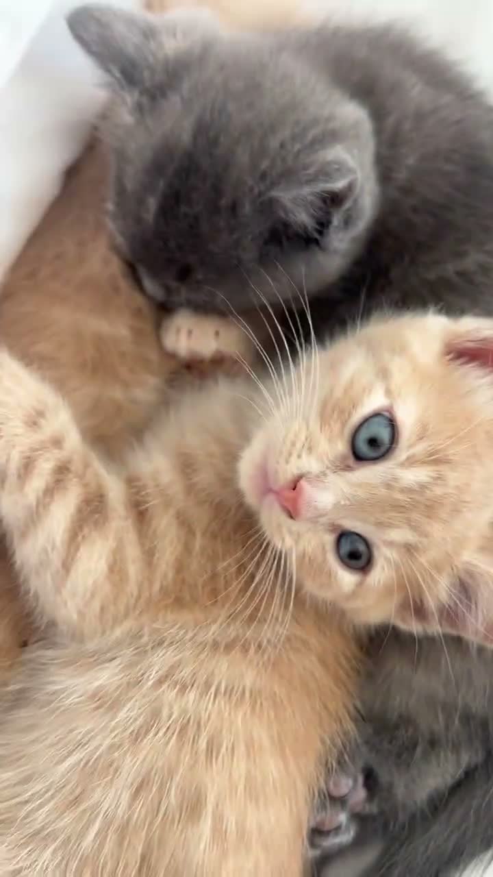 Ragdoll cats for sale: Handsome very affectionate ginger boy kitten  - Video 1