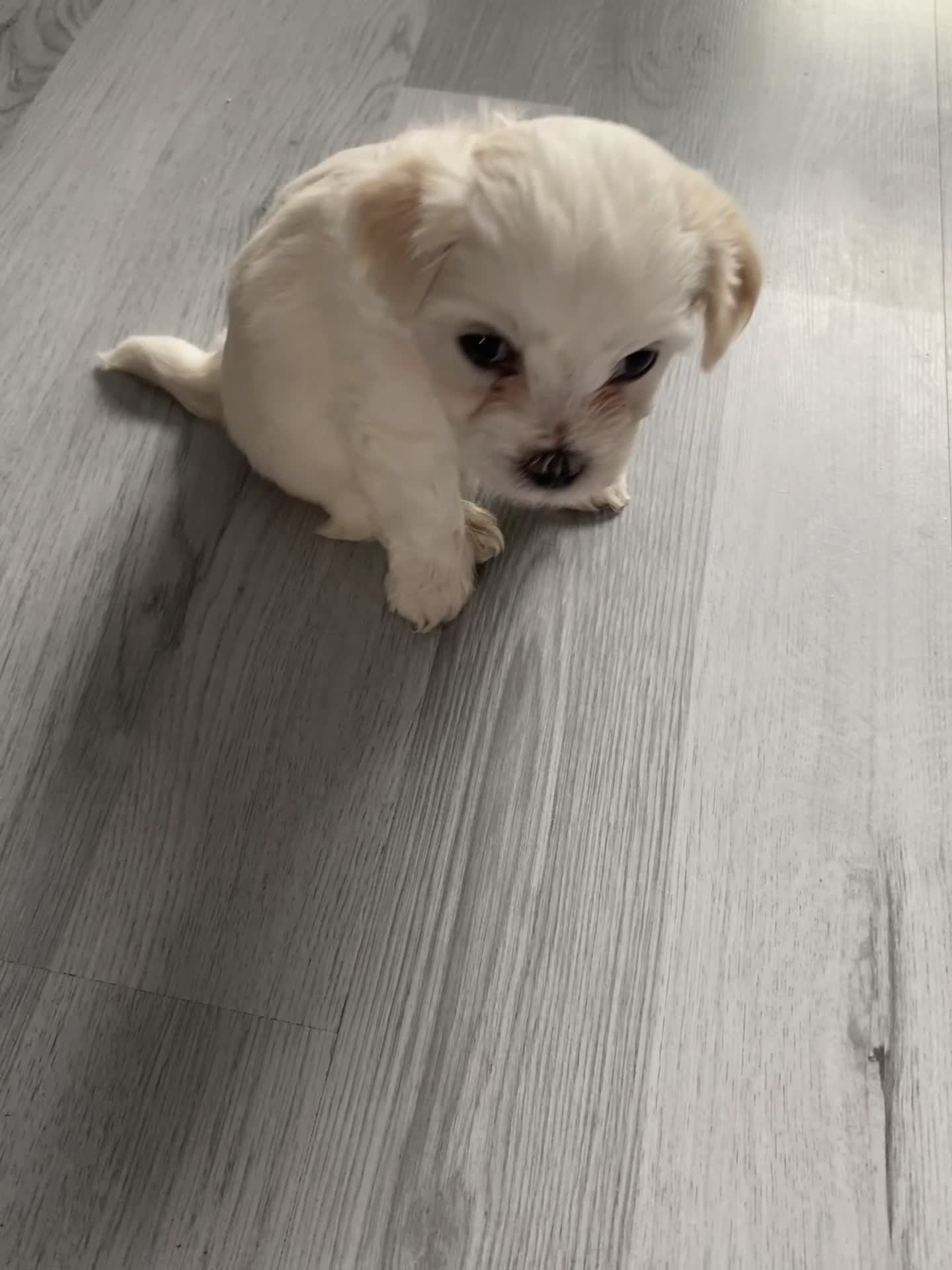 Mixed Breed dogs for sale: Mixed breed in Stone - Video 2