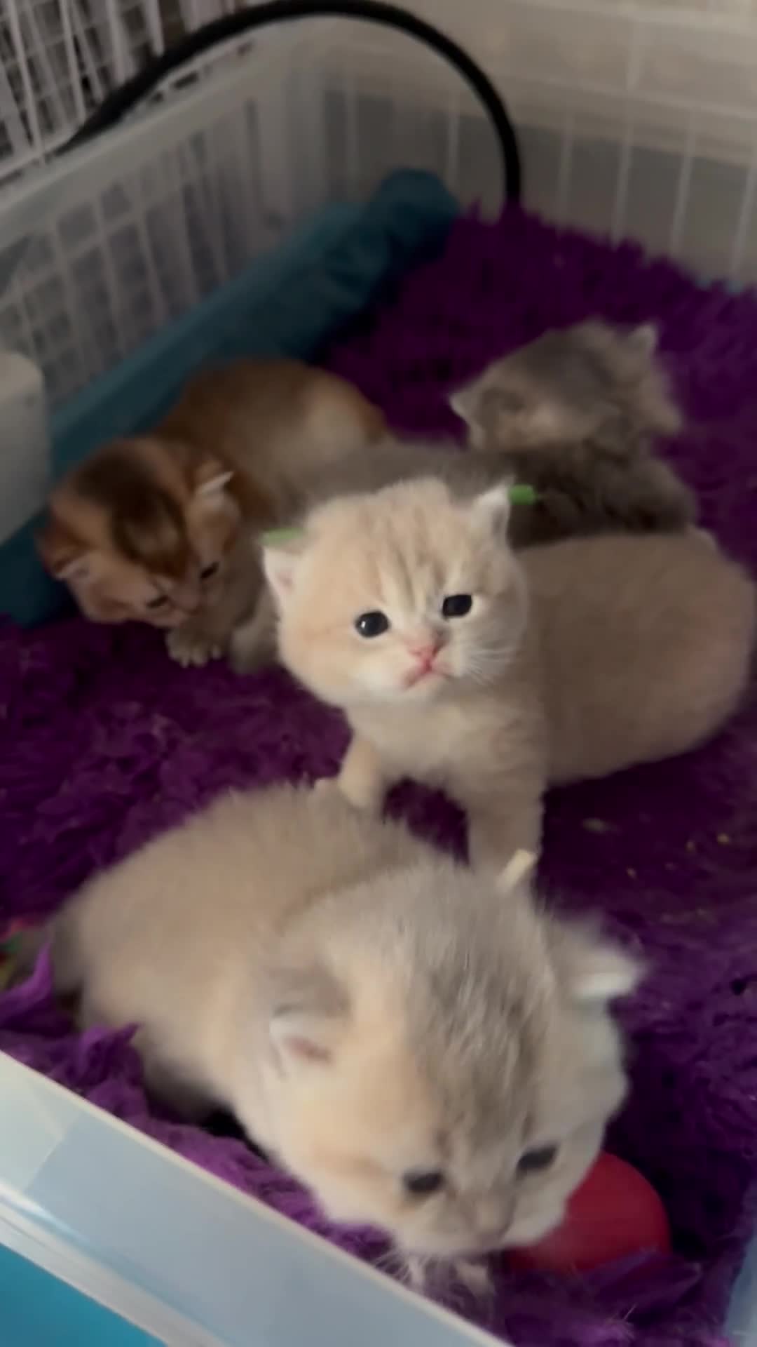 British Shorthair cats for sale: British Shorthair Golden Kittens  - Video 1