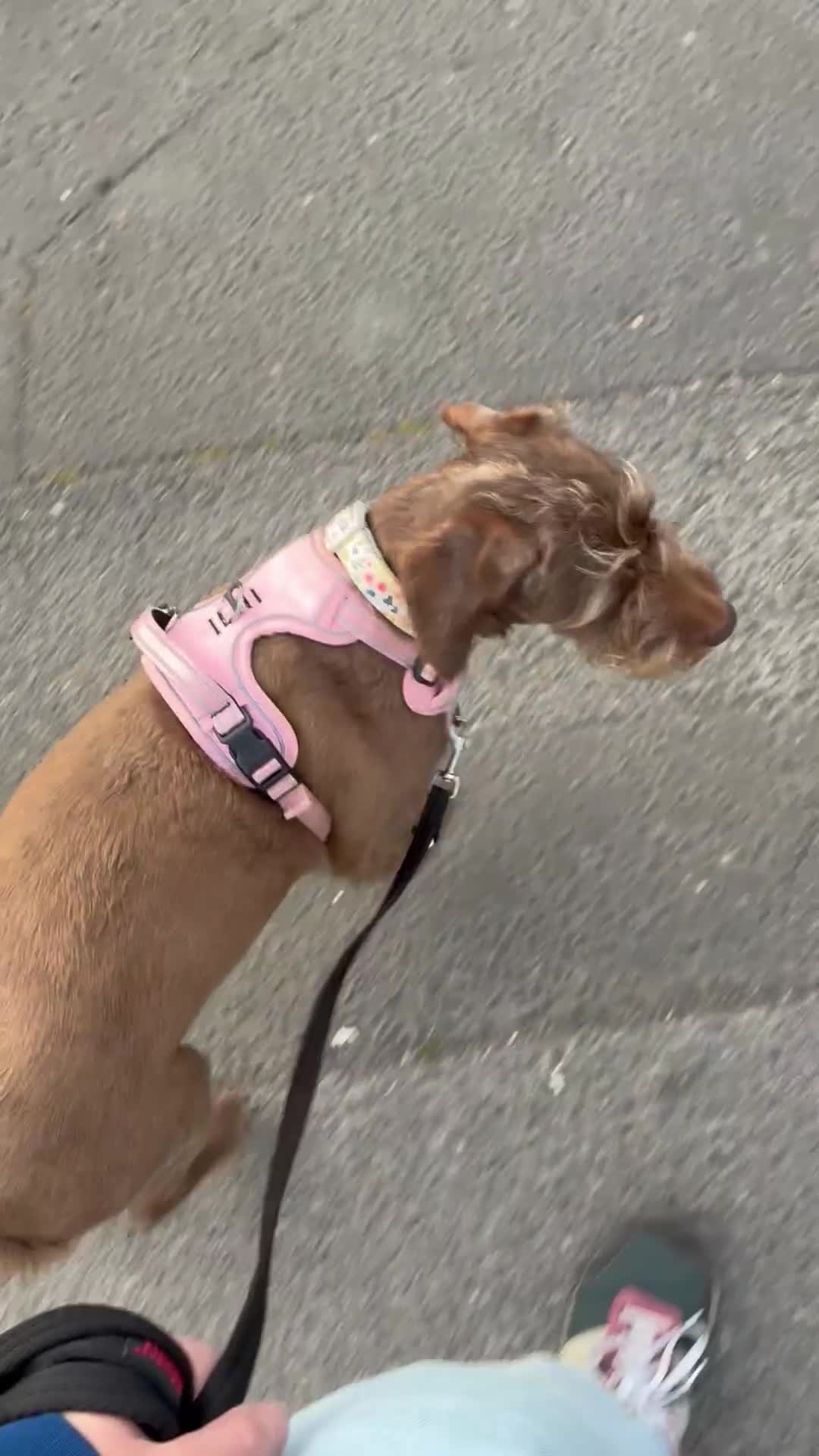 Mixed Breed dogs for sale: Dobby mixed breed female  - Video 1