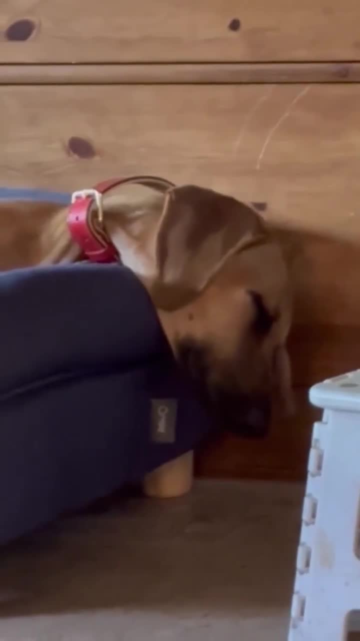 Mixed Breed dogs for adoption: Loveable Cher, is 5 months old - Video 3