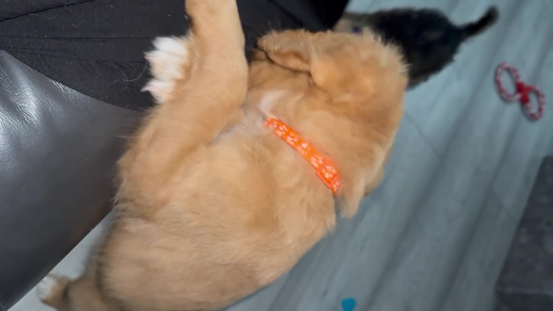 Cockapoo dogs for sale: 2 Beautiful Boy Cockapoo Puppies Left!! - Video 1