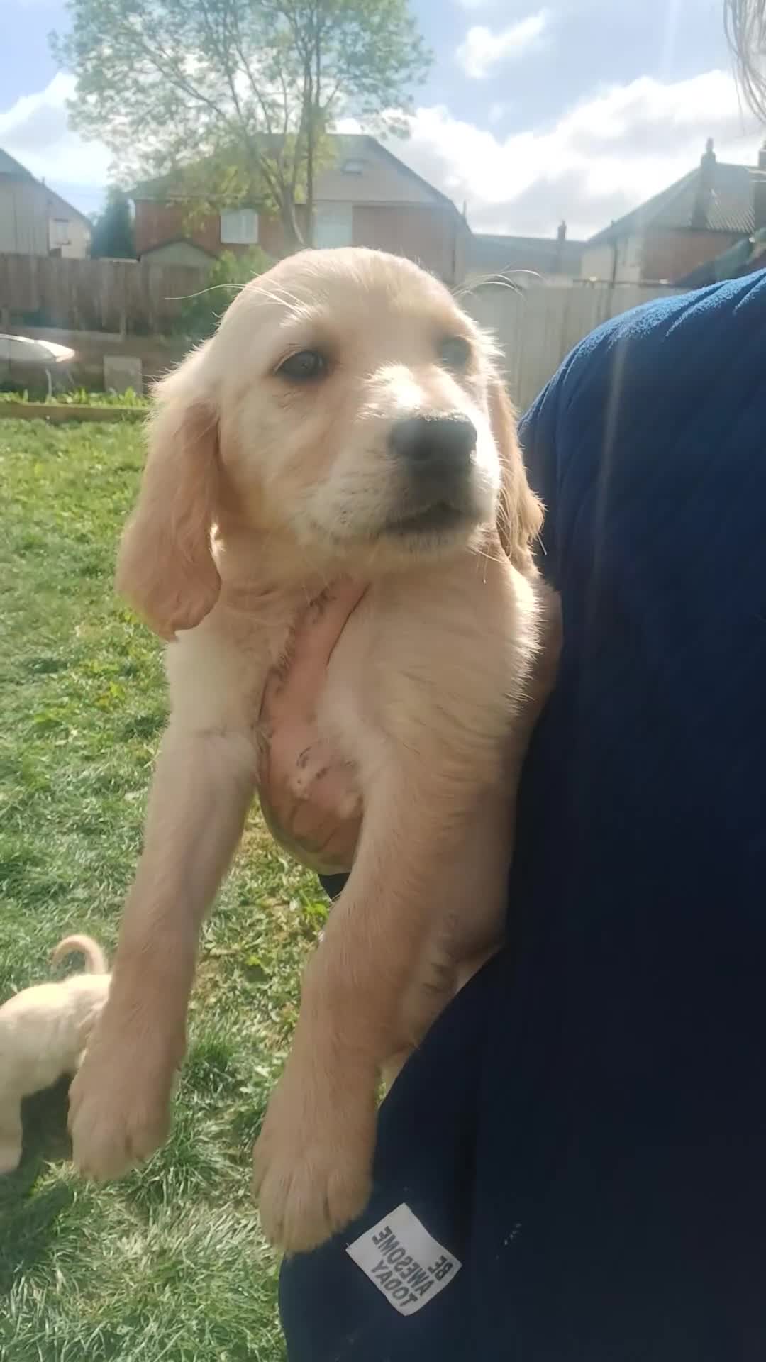 Golden Retriever dogs for sale: Last girl kc golden retrievers left  - Video 1