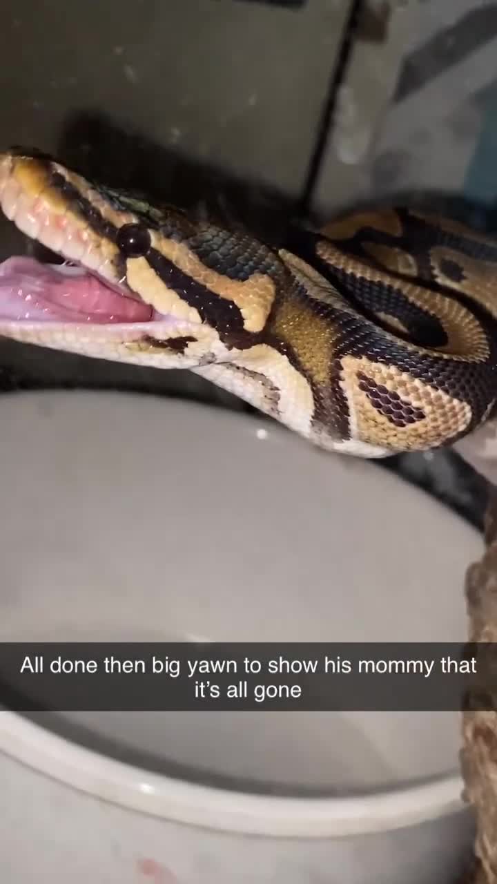 Python Snake reptiles for sale: Ball python and large vivarium for sale!  in Carlisle - Video 4