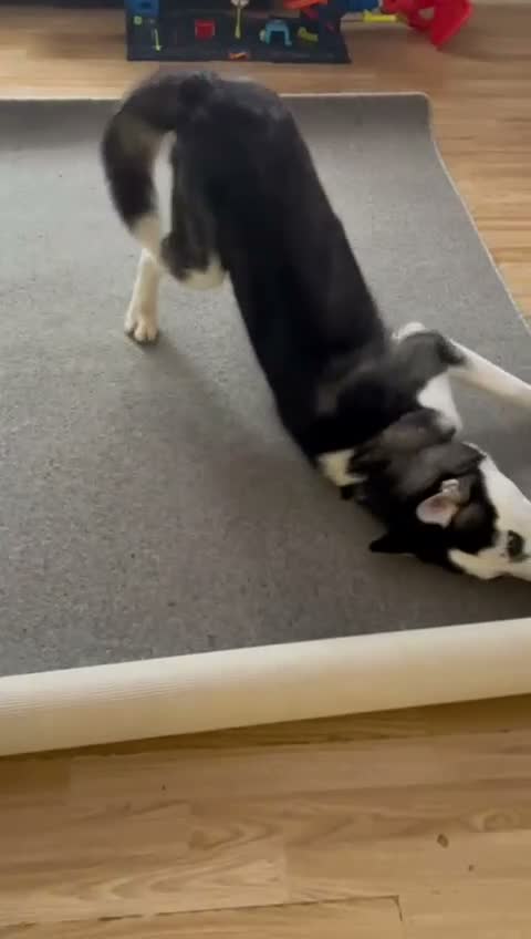Siberian Husky dogs for sale: Siberian Husky 2 years old - Video 2