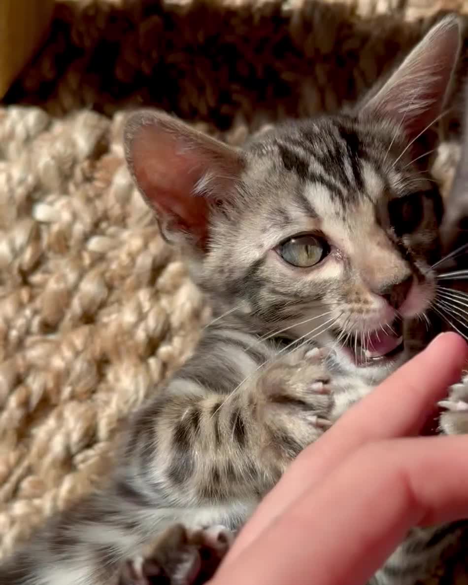 Bengal cats for sale: Stunning Glittered Pedigree Bengal Female TICA reg - Video 2