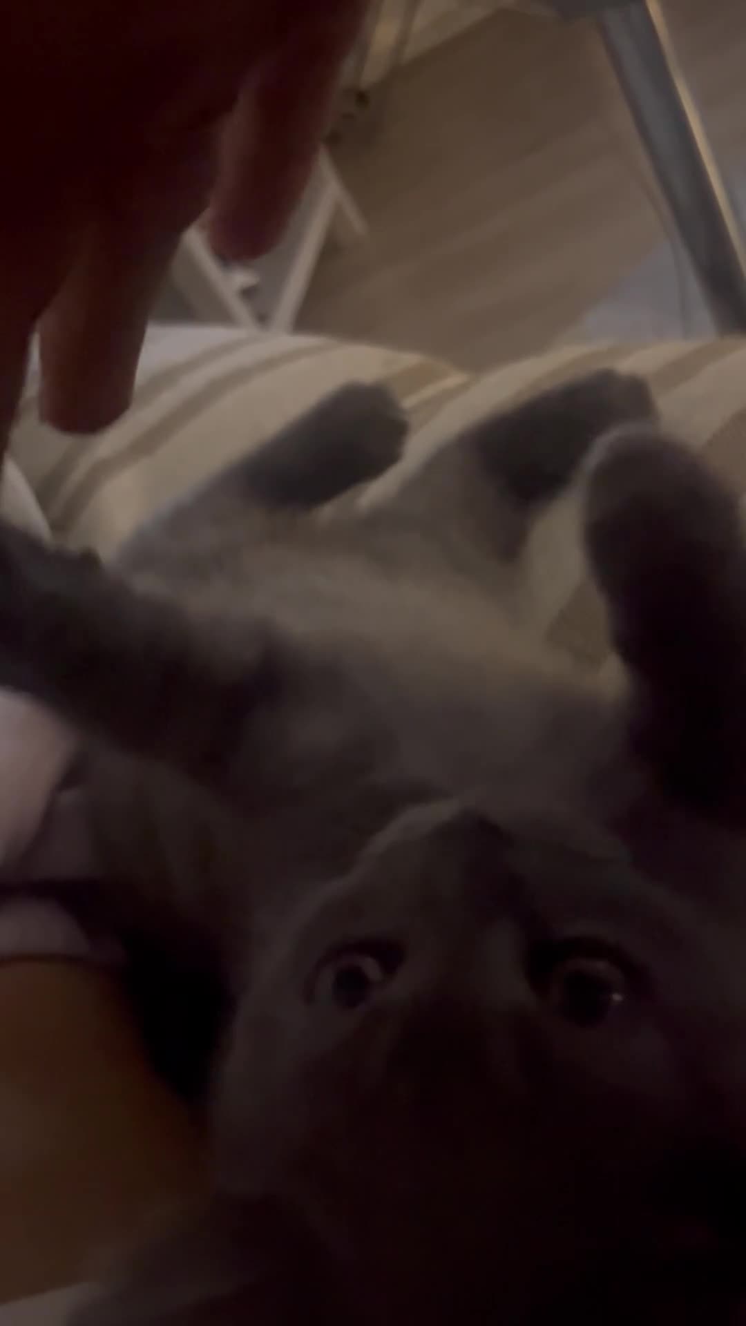British Shorthair cats for sale: Adorable British short hair kitten- one male left - Video 1