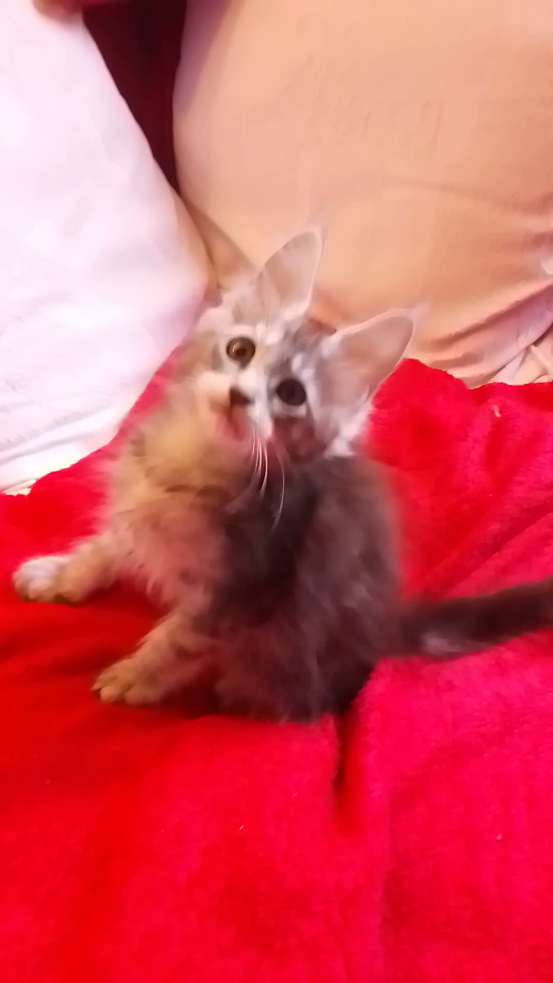 Maine Coon cats for sale: HCM/PKDef/SMA clear TICA polys/non poly silvers  - Video 1