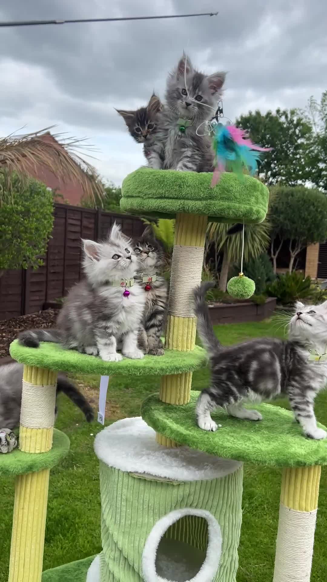 Maine Coon cats for sale: 🤩MAINE COON pedigree/genetic testing 🤩 - Video 5
