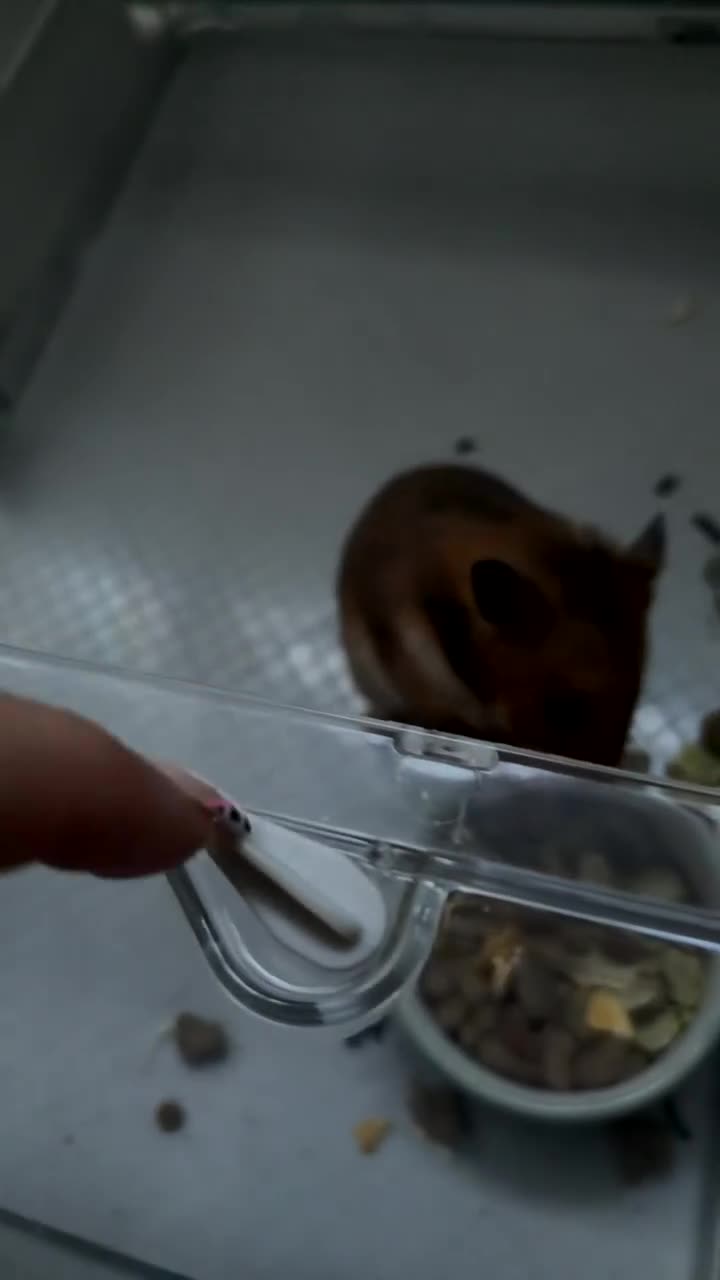 Hamster rodents for sale: Puzzle the hamster  in Brackley - Video 1