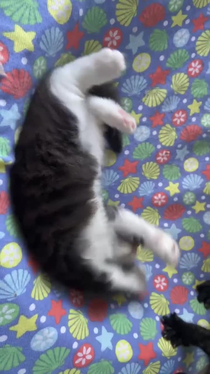 British Longhair cats for sale: 4 Cute adorable kittens looking for a good home - Video 1