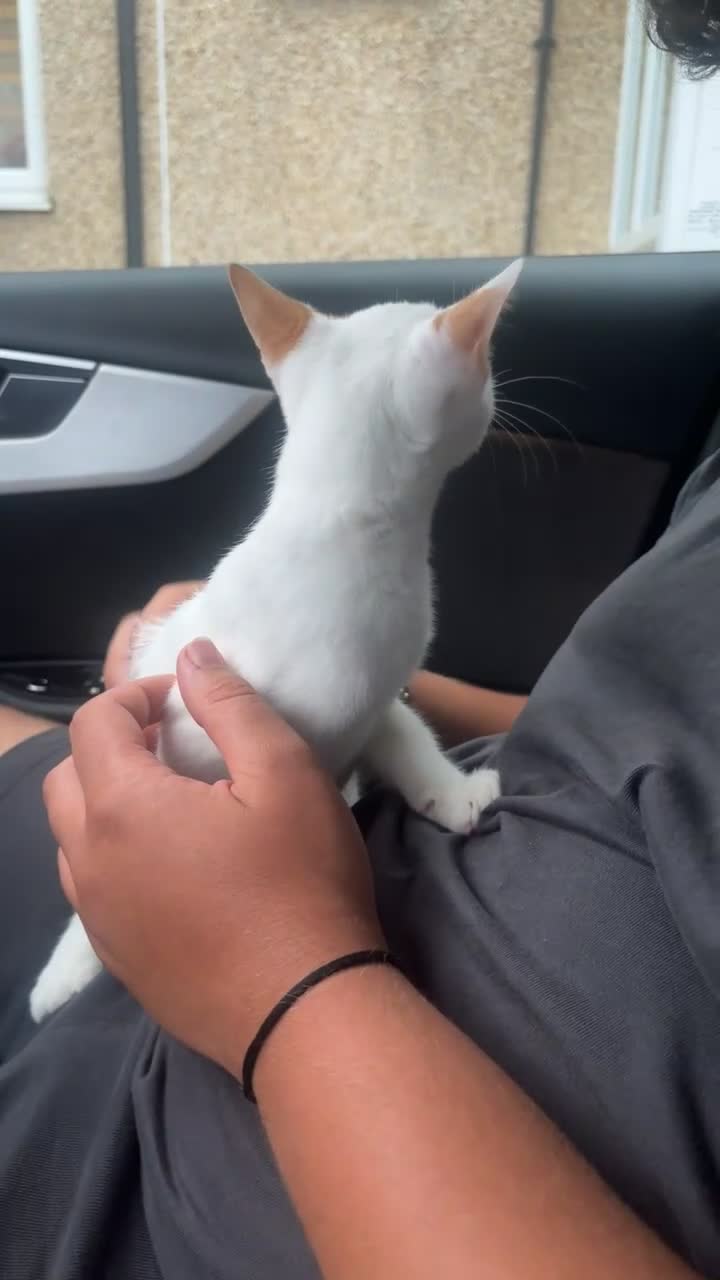 Mixed Breed cats for sale: selling my kitten in Manchester - Video 1