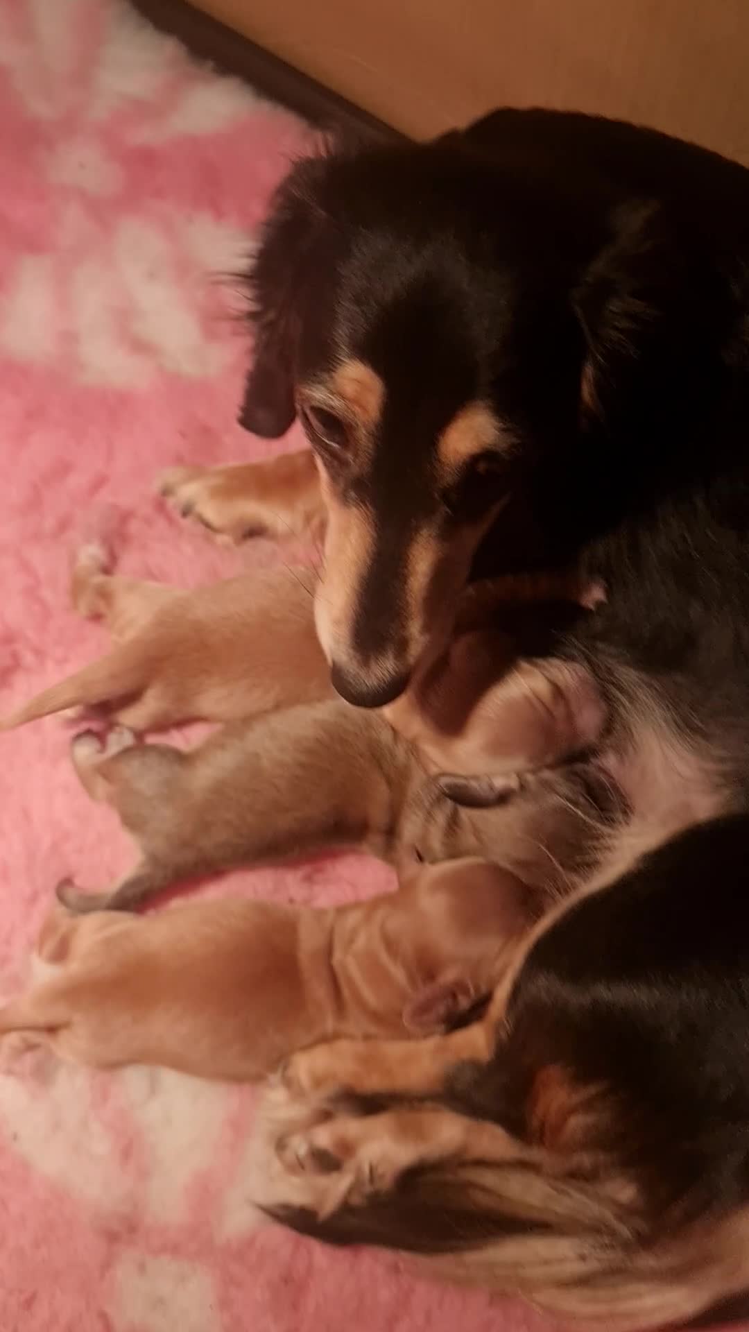 Miniature Dachshund dogs for sale: Miniature log haired - Video 1