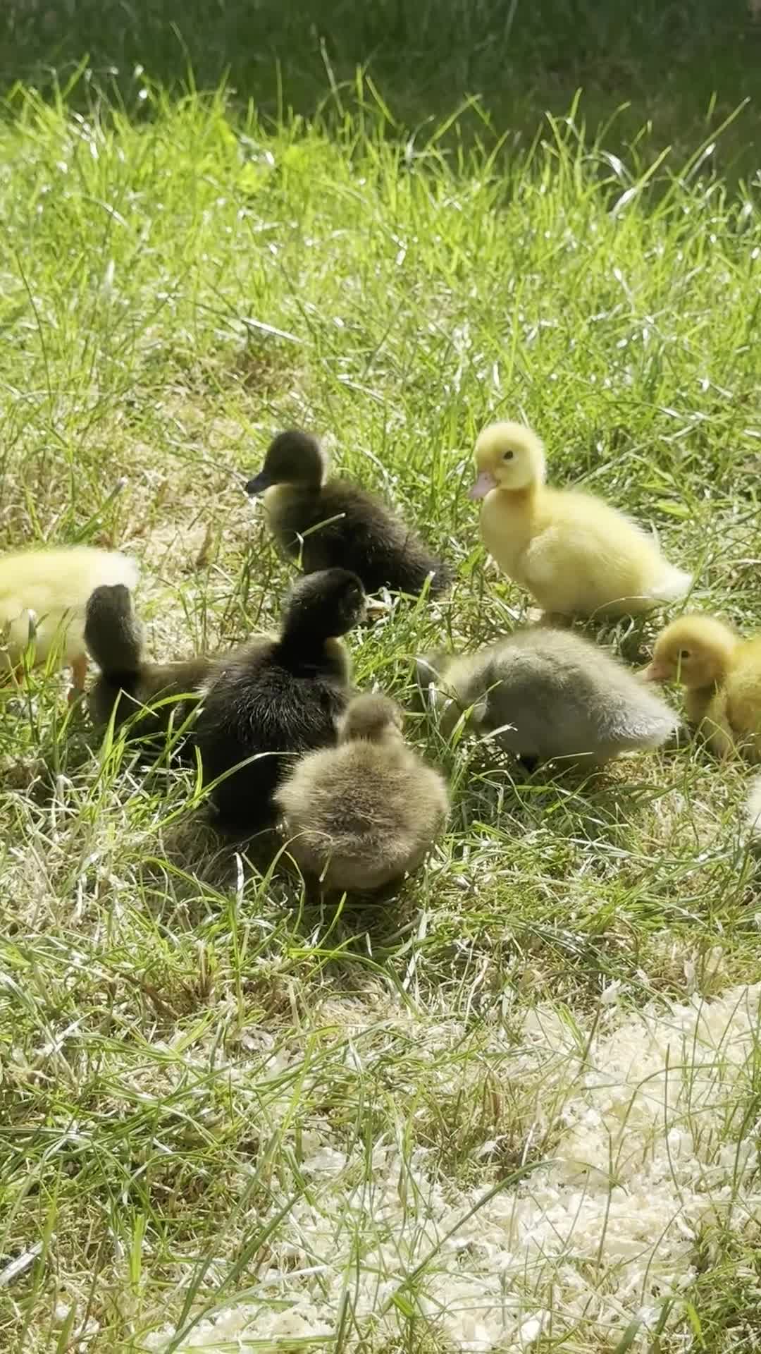 Ducks poultry for sale: gorgeous ducklings  - Video 1
