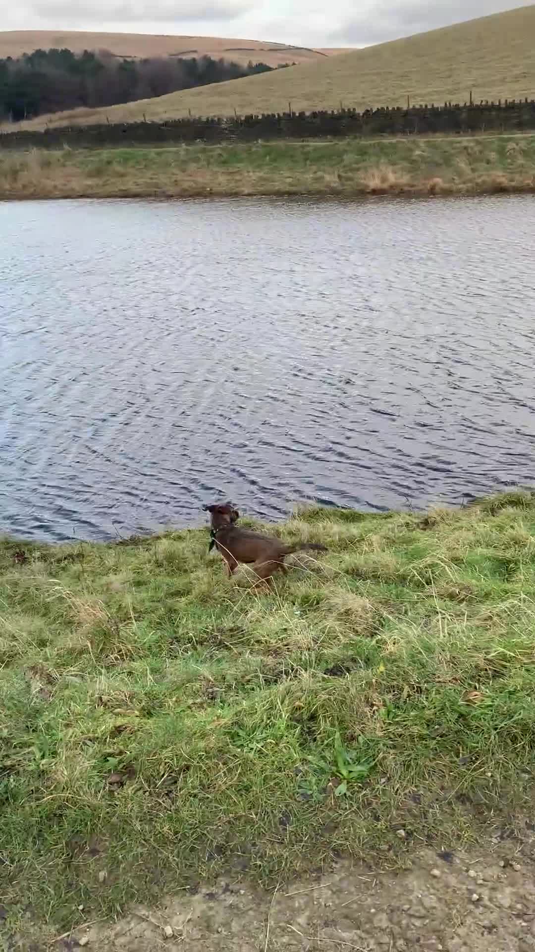 Border Terrier dogs for sale: Male border terrier  - Video 1