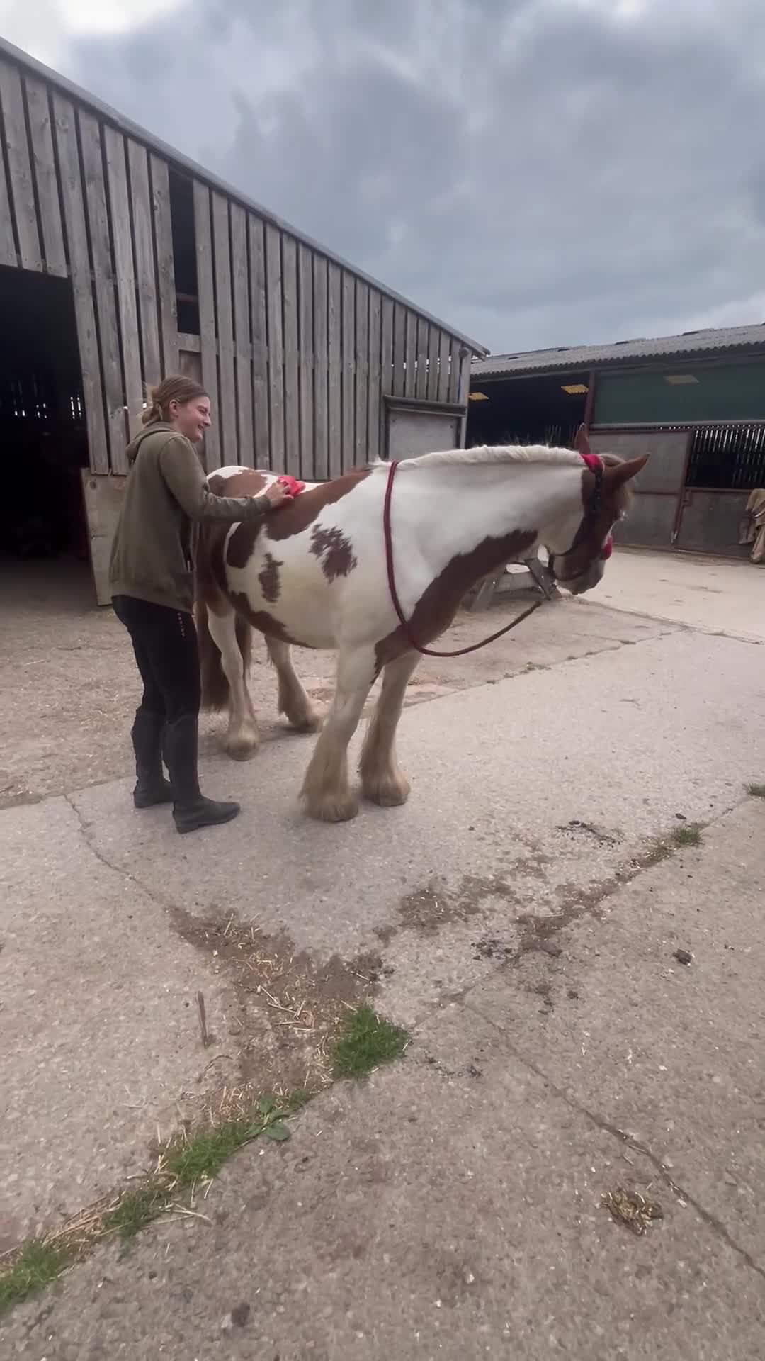 Irish Cob horses for sale: 5 yo skewbald cob 13.3 hh  - Video 3