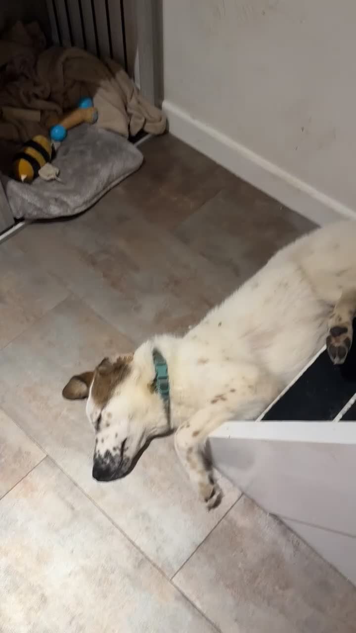 Mixed Breed dogs for sale: Winnie  - Video 1