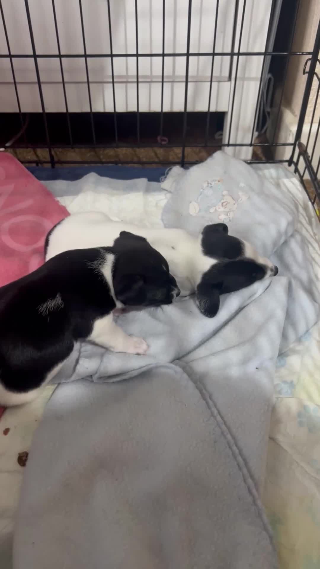 Jack Russell dogs for sale: Jack Russel puppies  - Video 5