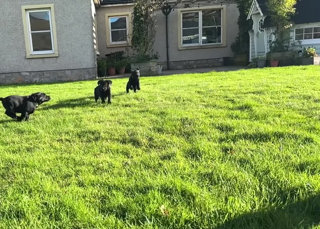 Labrador Retriever dogs for sale: 1 male Labrador puppy - Video 2