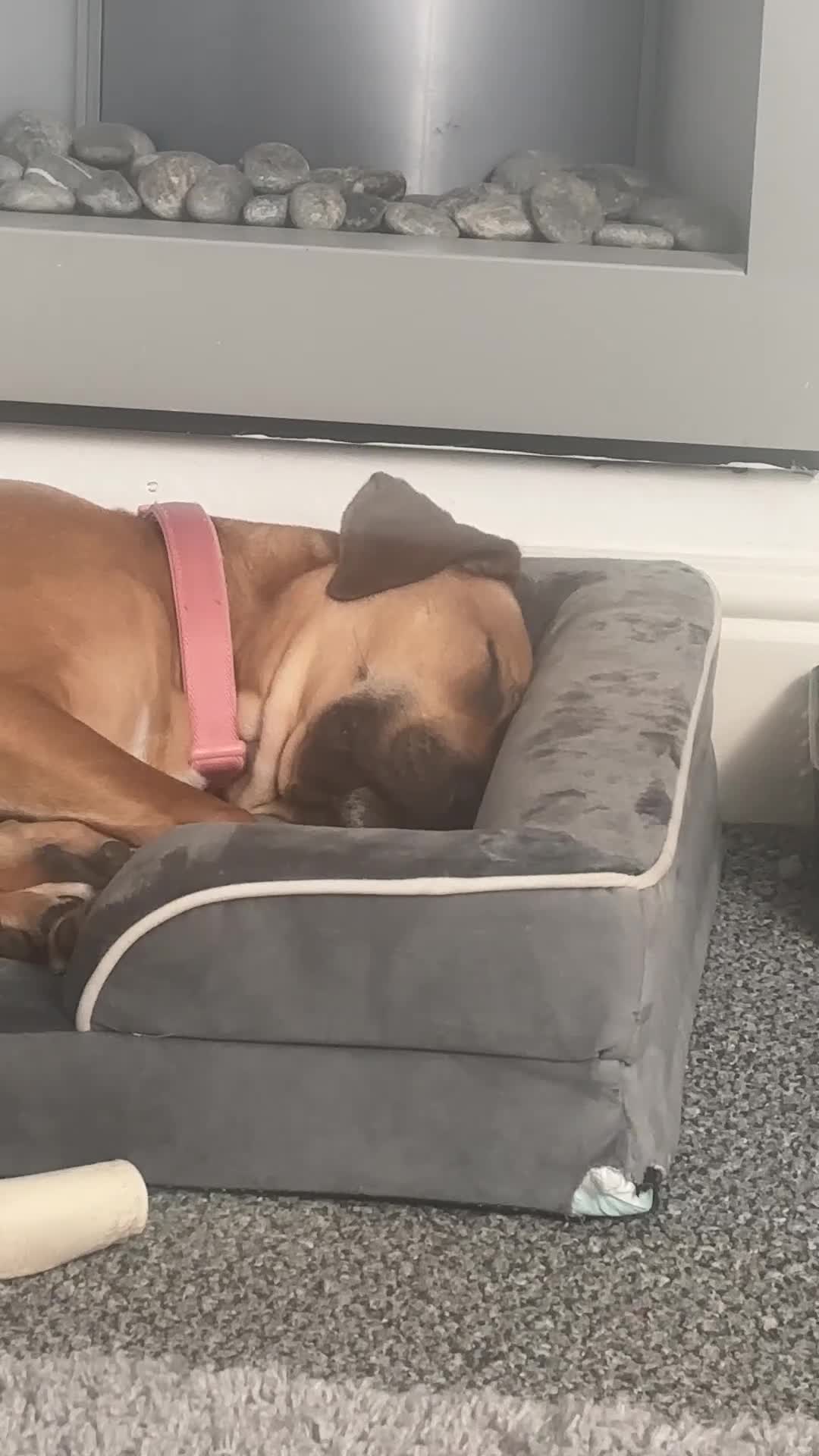 Mixed Breed dogs for sale: Name is zara in Chesterfield - Video 2