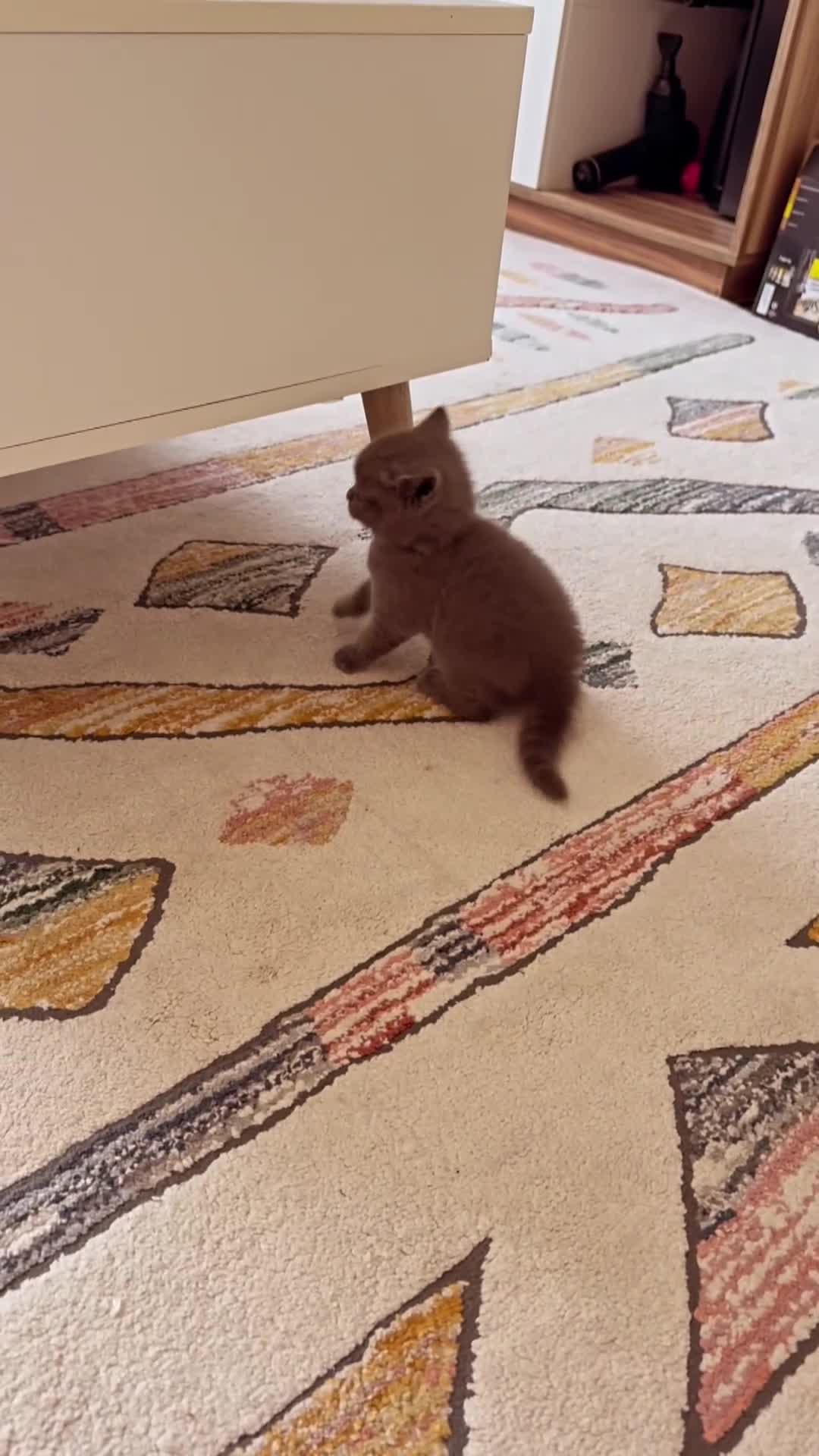 British Shorthair cats for sale: Gorgeous Kittens Ready to Find Their Forever Homes - Video 3