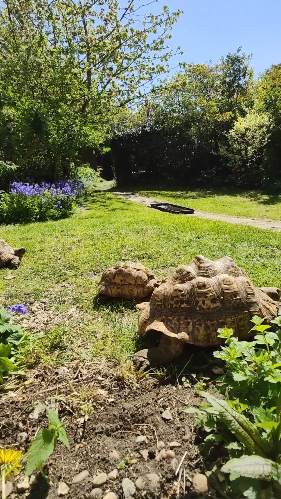 Tortoise reptiles for sale: Leopard Spotted Tortoises - Video 1