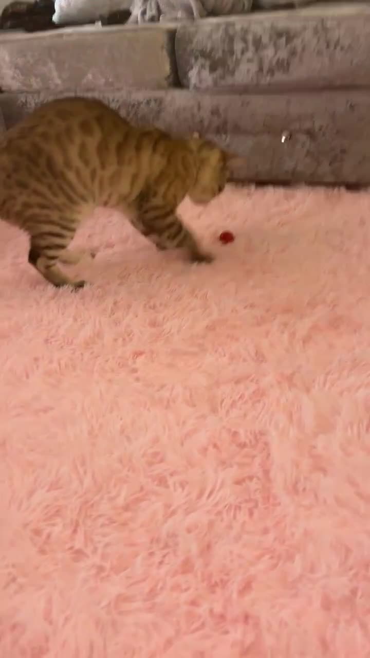 Bengal cats for stud: Bengal stud - Video 2