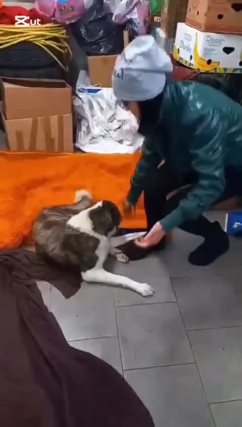 Mixed Breed dogs for adoption: Betty Boop, 3-4 yrs. Available for adoption. - Video 2