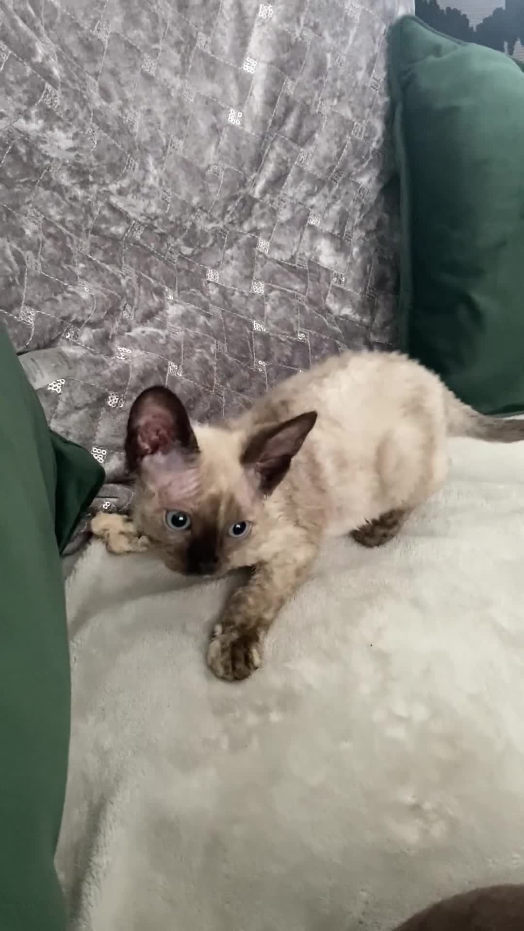 Devon Rex cats for sale: Beautiful girl ready for her new home - Video 1