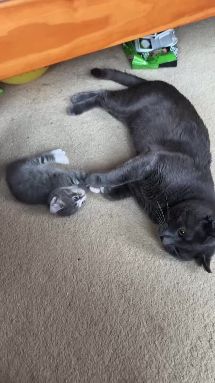 American Curl cats for sale: American curl - Video 2