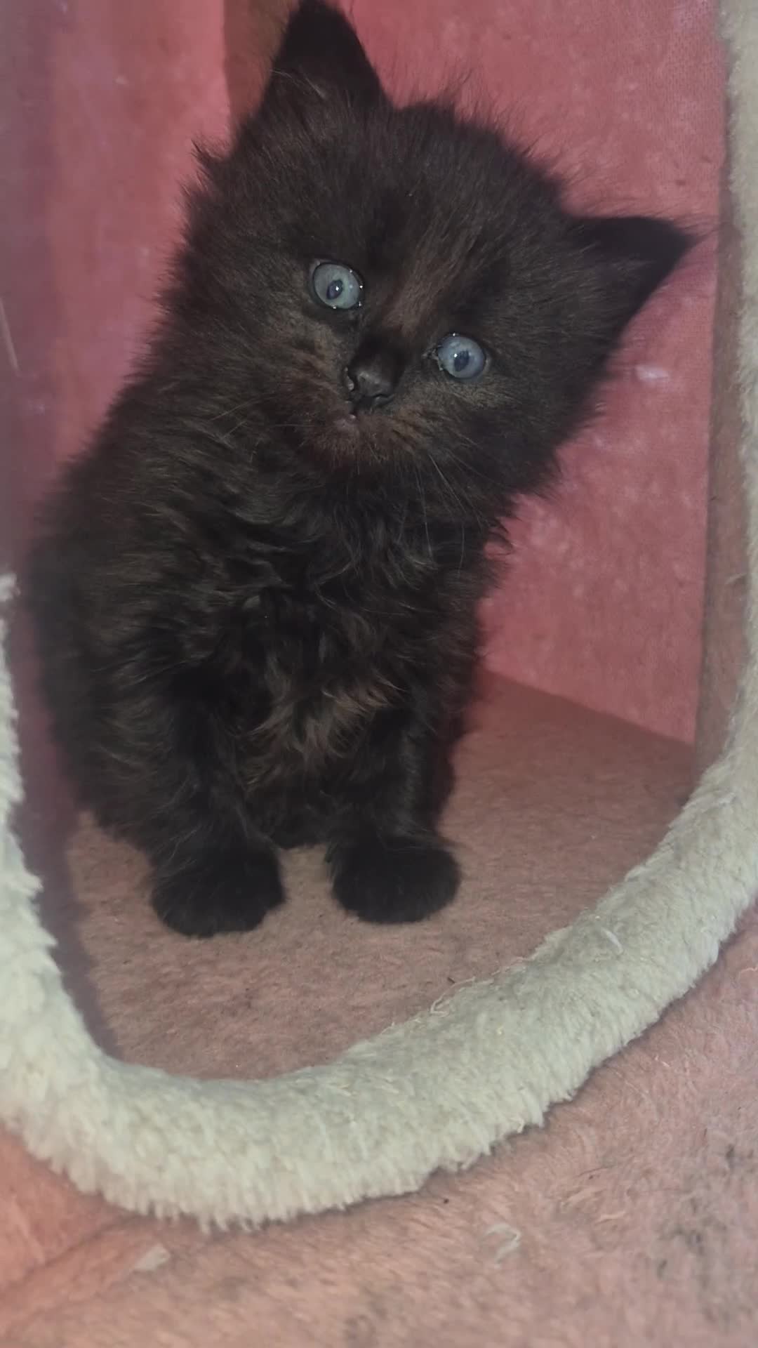 Norwegian Forest Cat cats for sale: Norwegian forest mixed  - Video 2