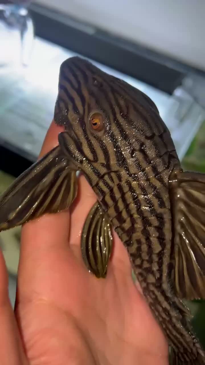 Plecos fish for sale: Watermelon Panaque Pleco L330 in Manchester - Video 2