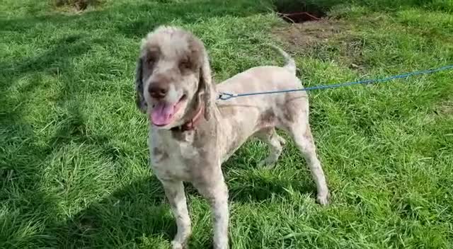 Bernedoodle dogs for sale: F1b Medium Size Bernedoodle  - Video 1