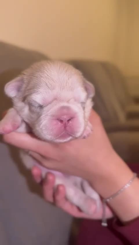 French Bulldog dogs for sale: ⭐️KC registered 2 WEEKS OLD litter of EA Husky⭐️ - Video 3