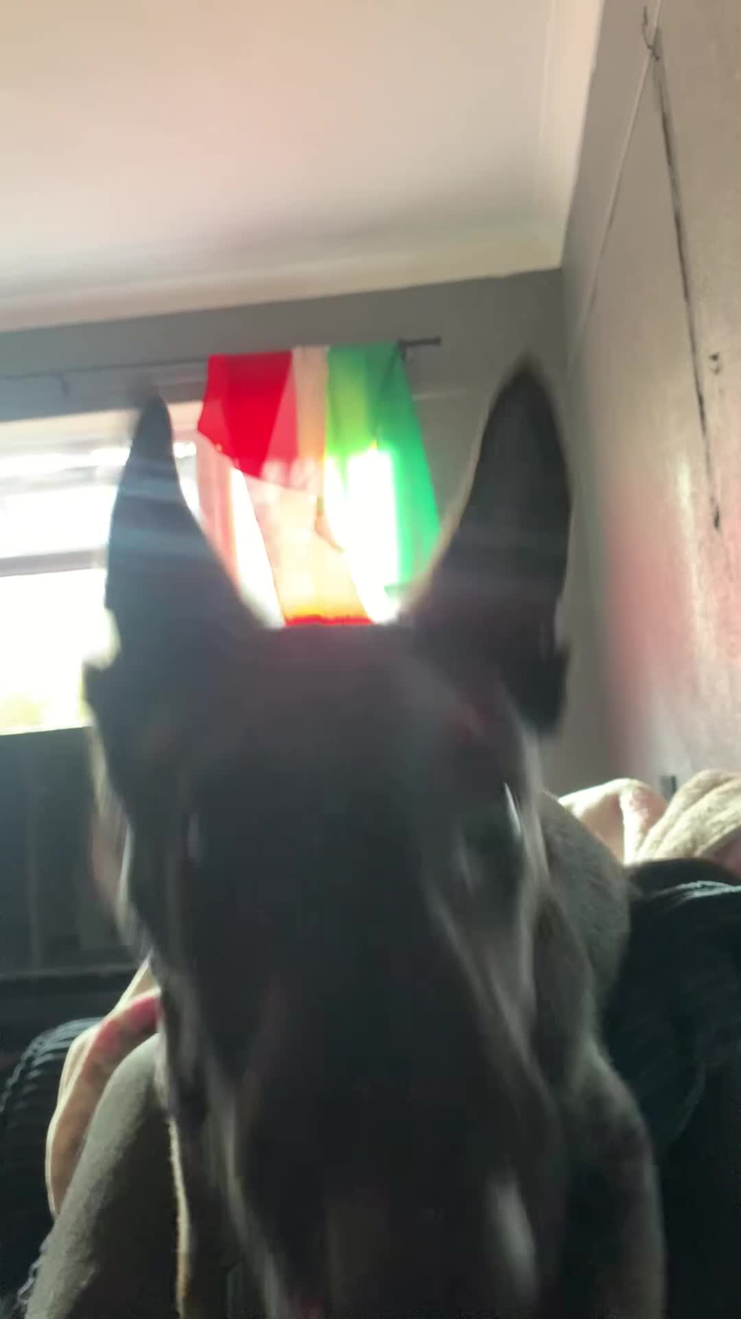 Belgian Shepherd Dog dogs for sale: Belgian malinois puppies - Video 2