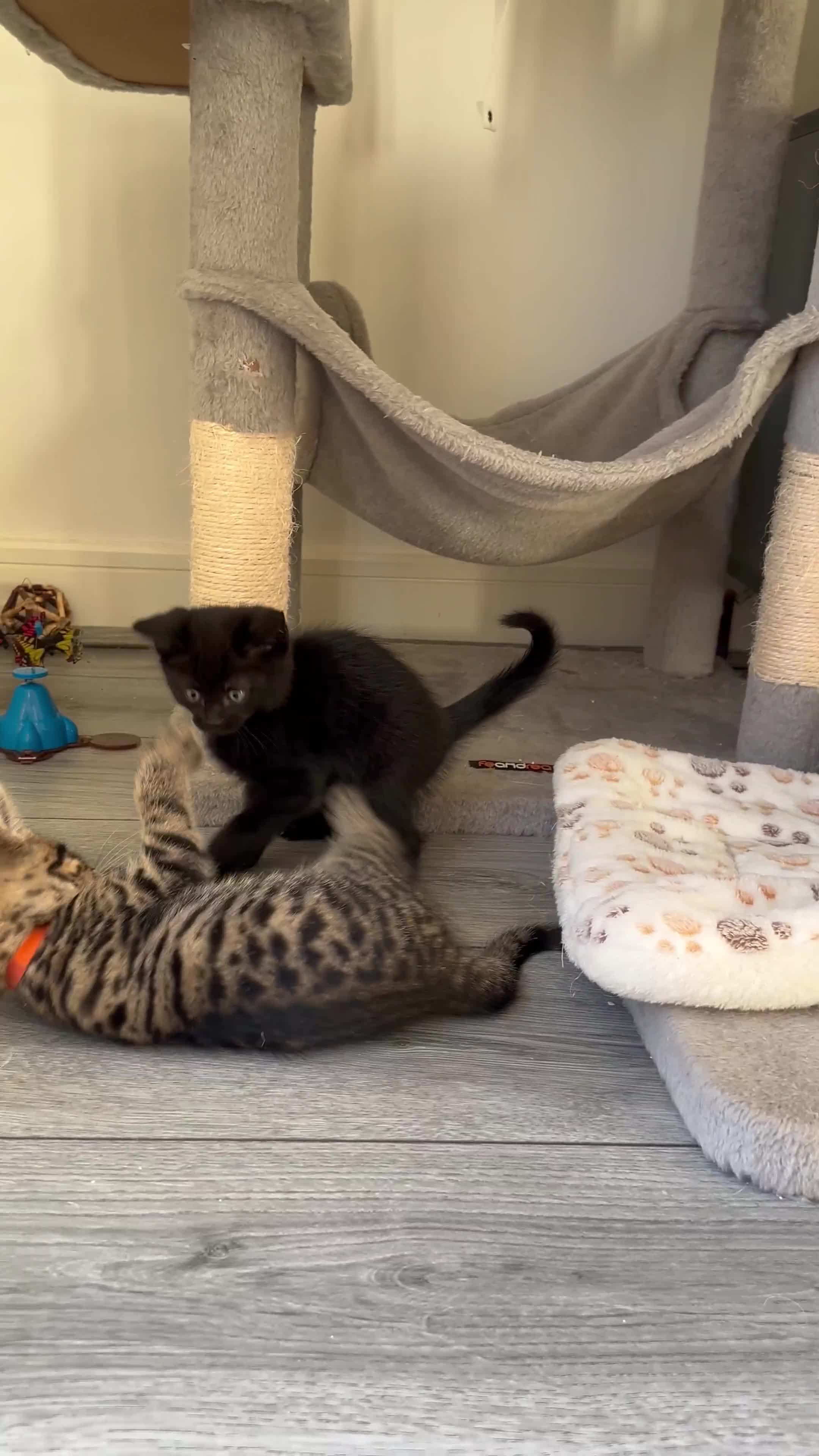 Mixed Breed cats for sale: READY NOW-x2 black female kittens left - Video 2