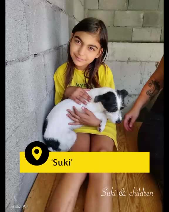 Mixed Breed dogs for adoption: Suki. 4 yrs old approx. Available for adoption  - Video 1