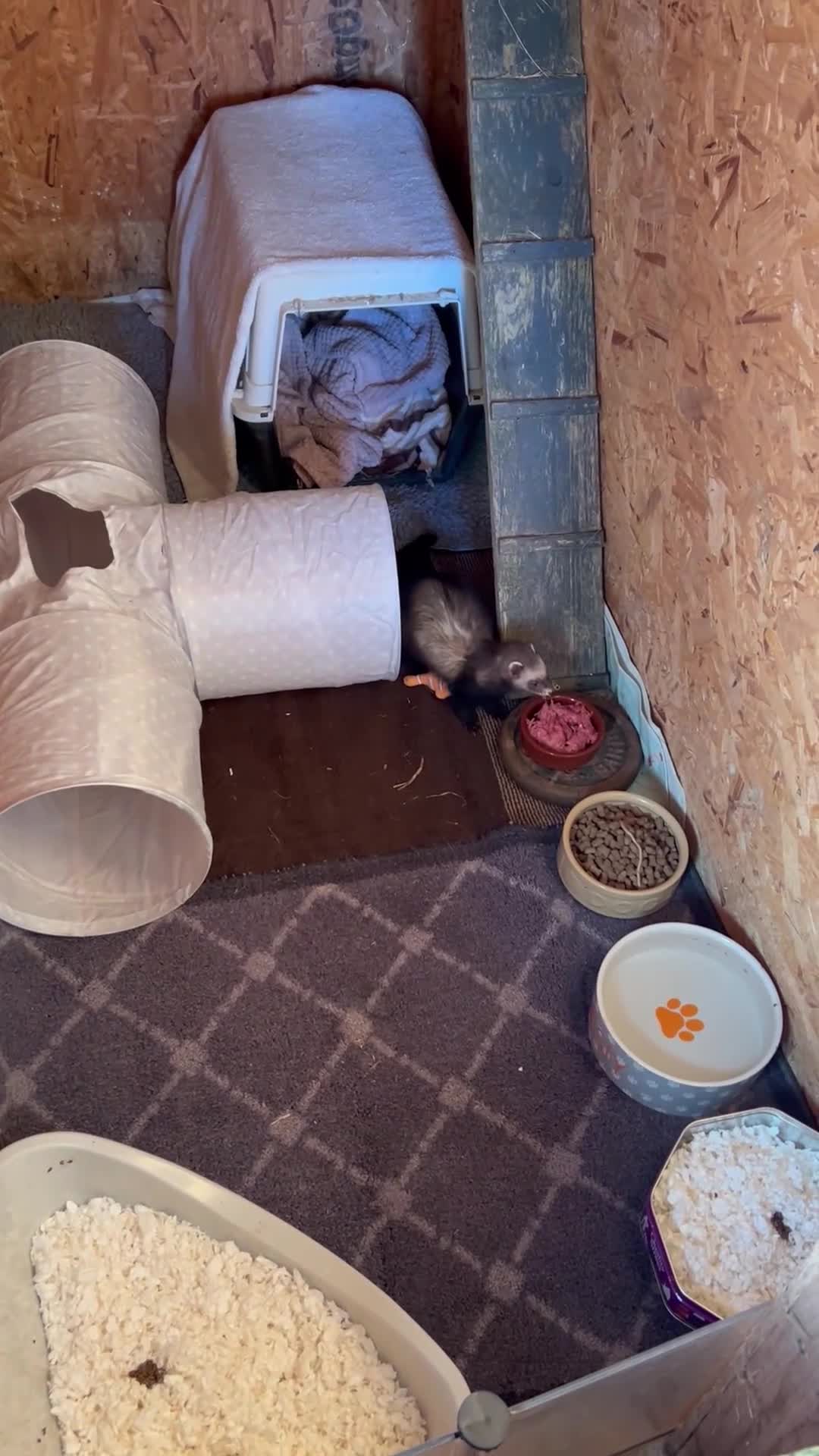 Ferret rodents for sale: Ferret/pole cat  - Video 1