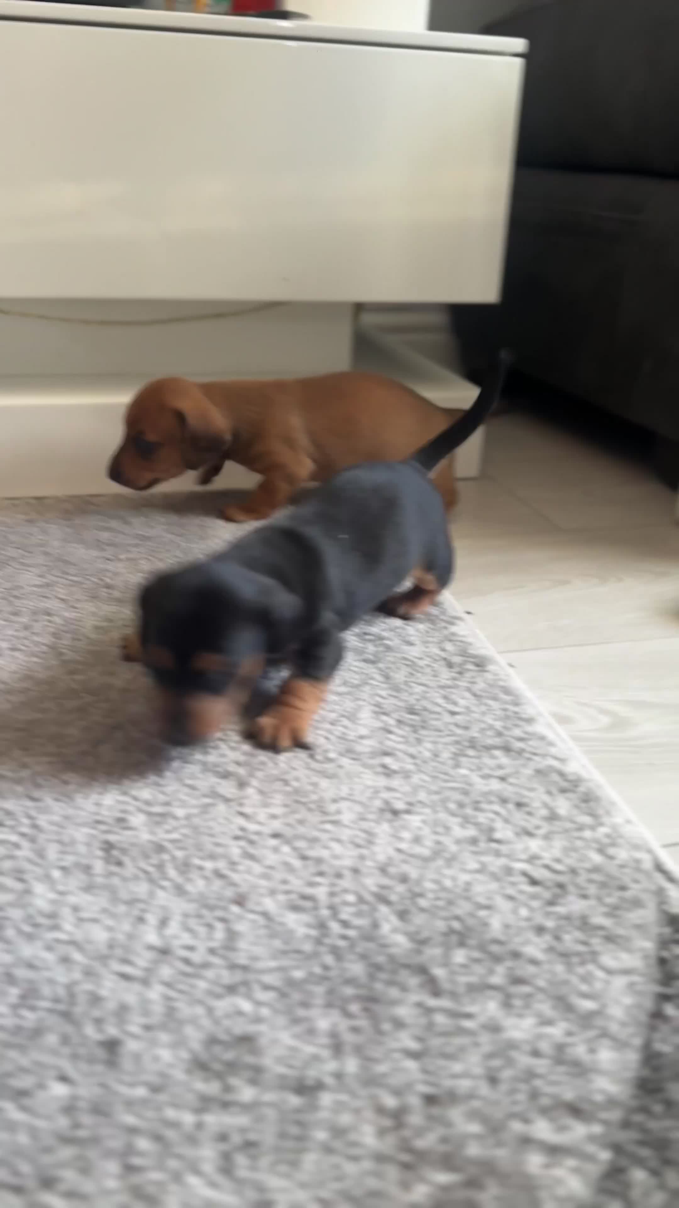 Mixed Breed dogs for sale: Daxiijack/ dachshund  in Wishaw - Video 3