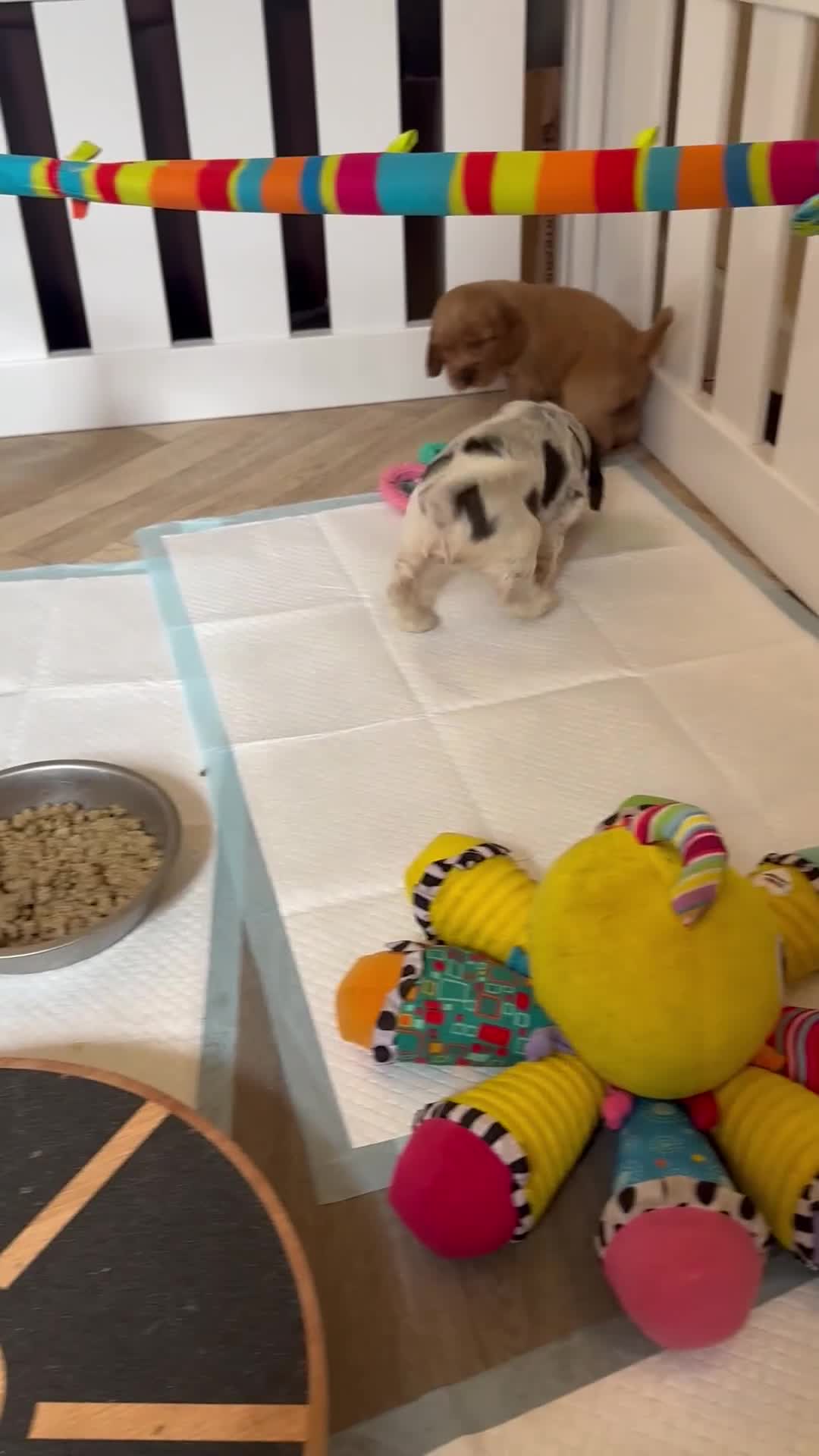 Cocker Spaniel dogs for sale: Rizi-Bizi bred Health tested Show cockers  - Video 3