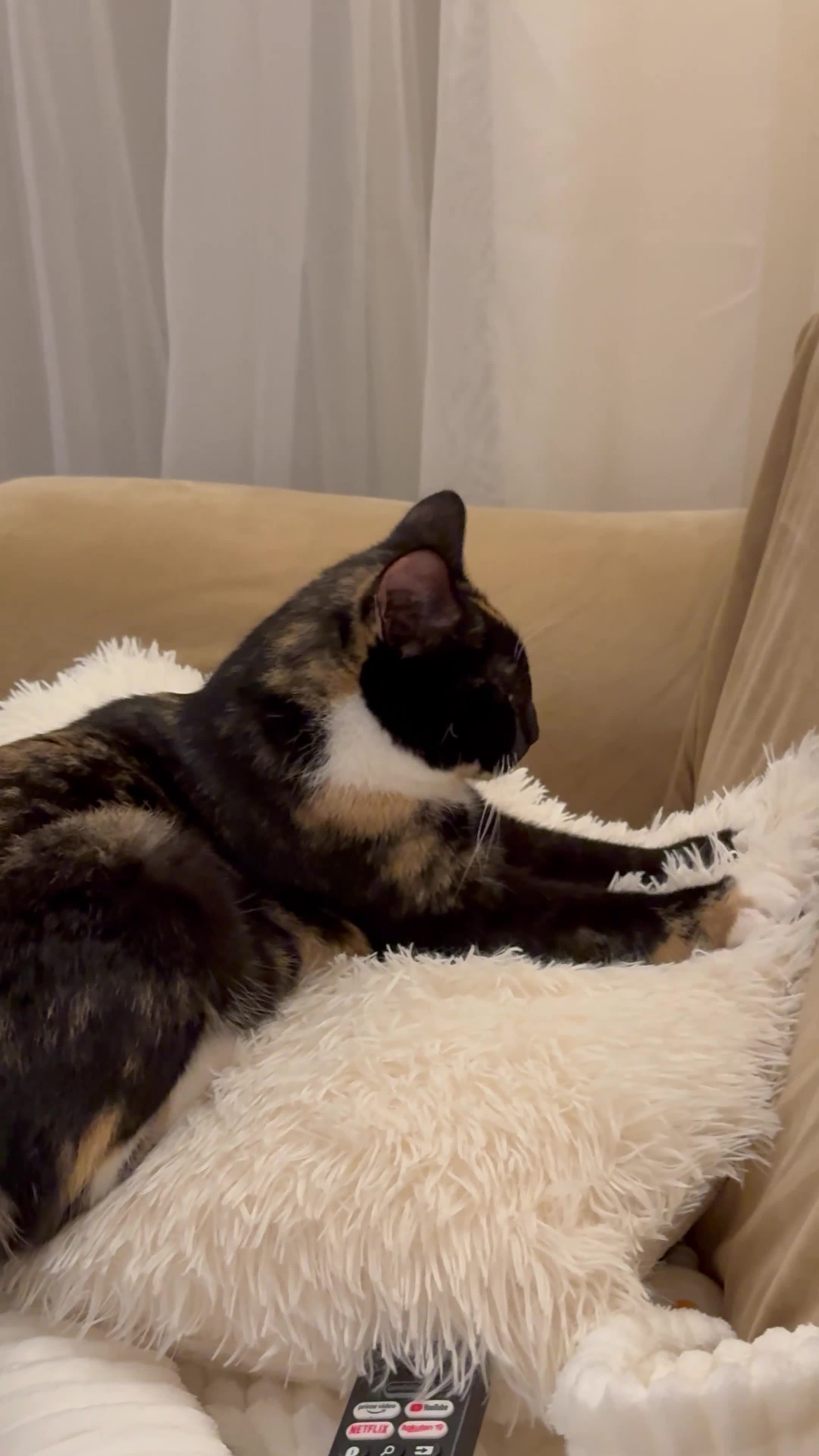 Mixed Breed cats for sale: 💛 Nova - Sweet tortie looking for a loving home - Video 2