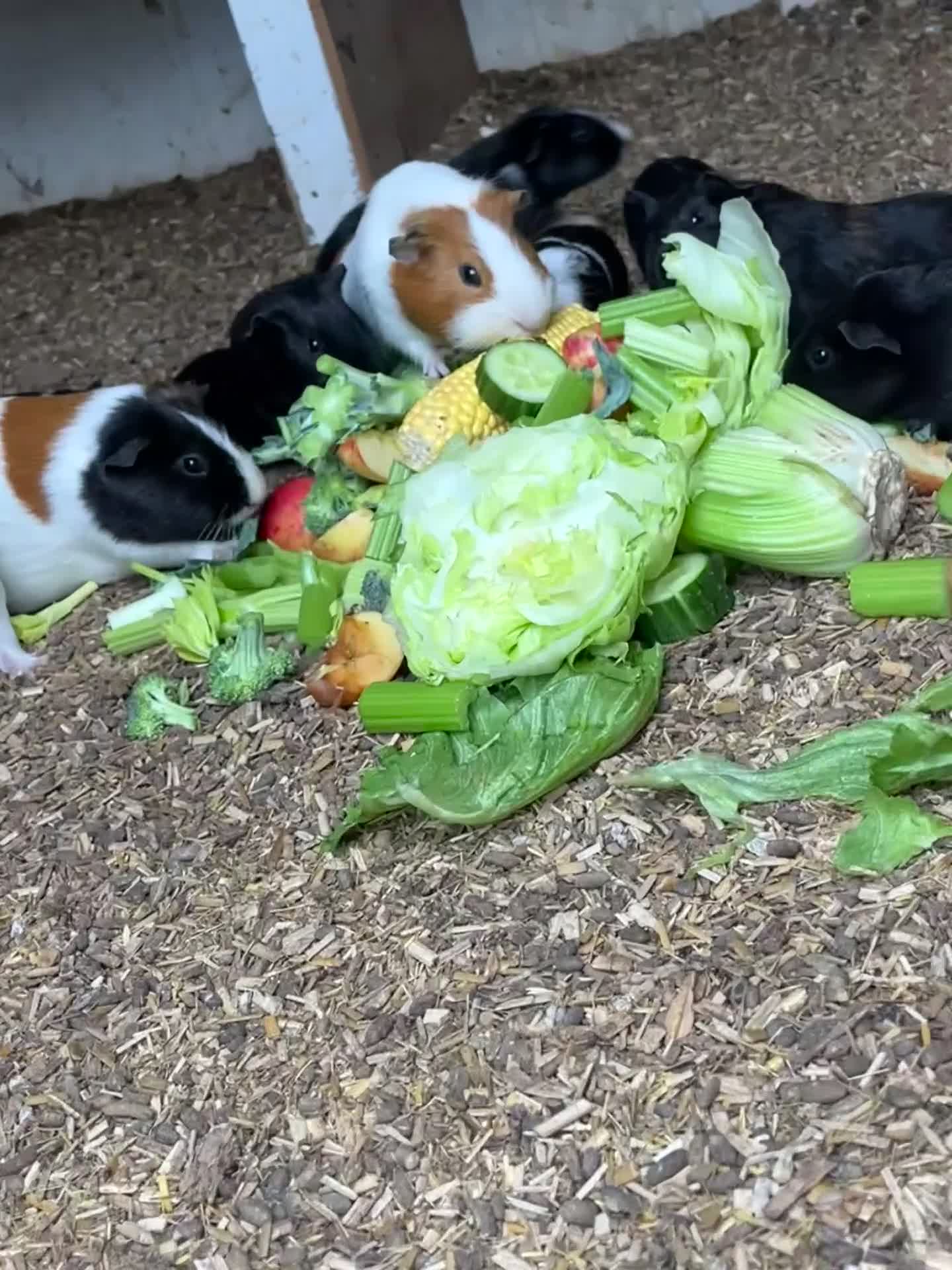 Guinea Pig rodents for sale: Beautiful Baby Guinea Pigs🐹 - Video 1