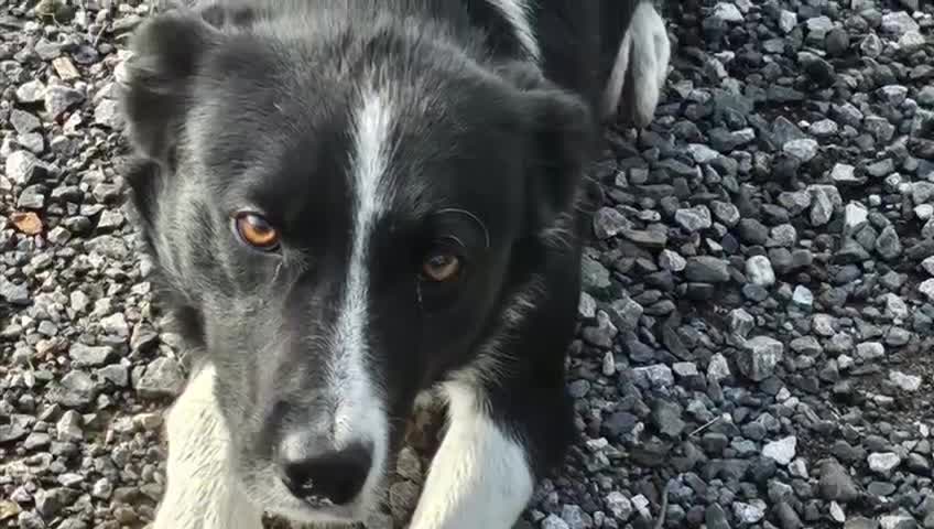 Border Collie dogs for sale: Lovley border collie - Video 1